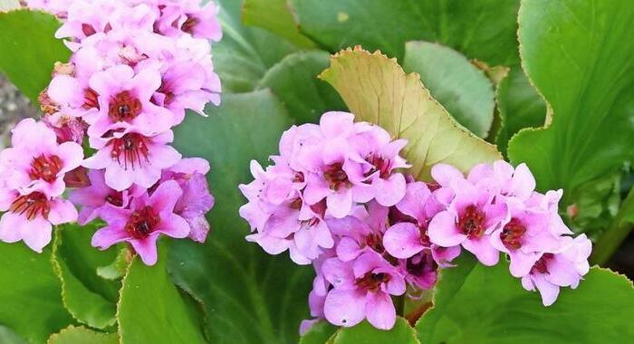 Bergénie 'Wintermärchen' - Bergenia 'Wintermärchen'