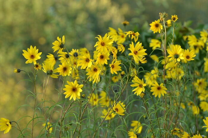 Slunečnice vrbolistá - Helianthus salicifolius