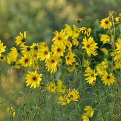 Slunečnice vrbolistá - Helianthus salicifolius