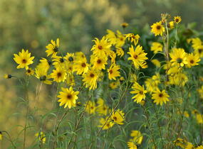 Slunečnice vrbolistá - Helianthus salicifolius