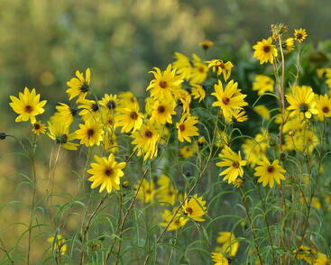 Slunečnice vrbolistá