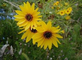 Slunečnice vrbolistá - Helianthus salicifolius