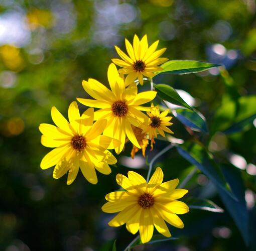 Topinambur - Helianthus tuberosus