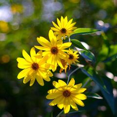 Topinambur - Helianthus tuberosus