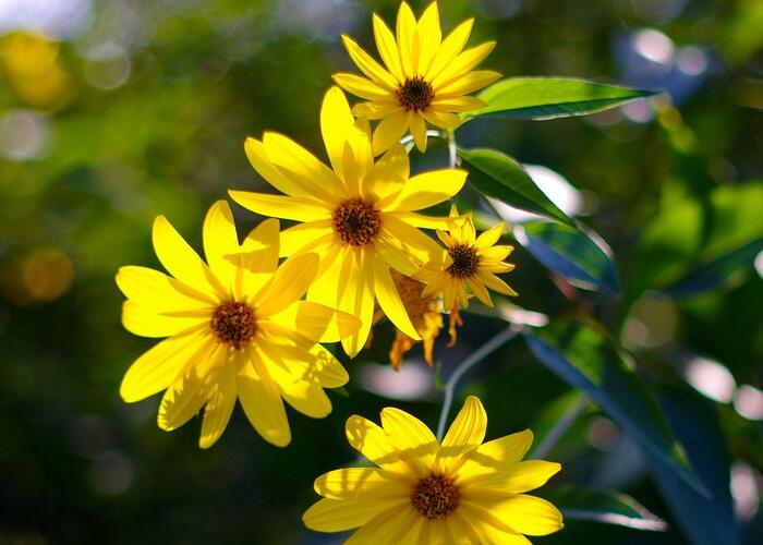 Slunečnice topinambur - Helianthus tuberosus