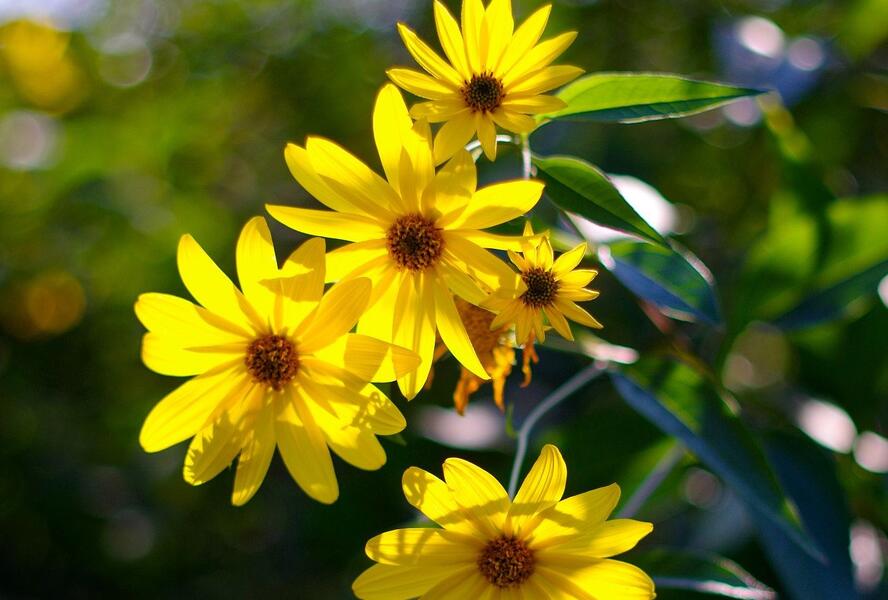 Topinambur - Helianthus tuberosus