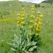 Hořec žlutý - Gentiana lutea