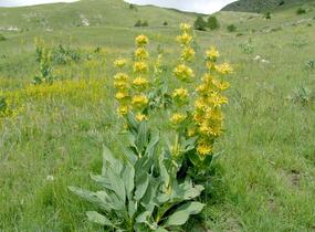 Hořec žlutý - Gentiana lutea