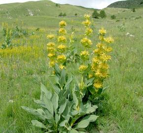 Hořec žlutý - Gentiana lutea