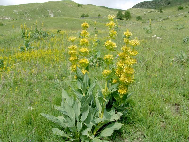 Hořec žlutý - Gentiana lutea