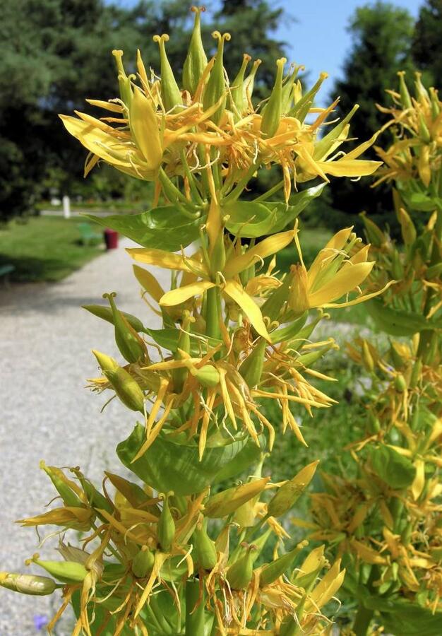 Hořec žlutý - Gentiana lutea
