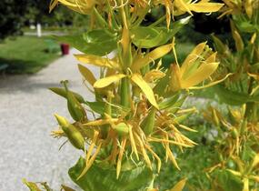 Hořec žlutý - Gentiana lutea