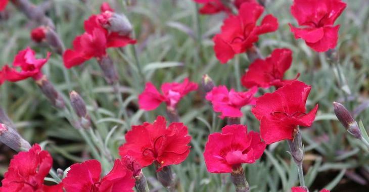 Hvozdík sivý 'Rubin' - Dianthus gratianopolitanus 'Rubin'