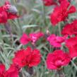 Hvozdík sivý 'Rubin' - Dianthus gratianopolitanus 'Rubin'