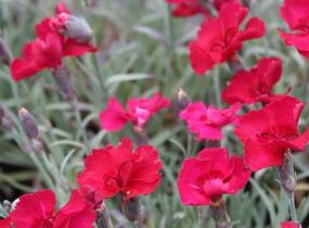 Hvozdík sivý 'Rubin' - Dianthus gratianopolitanus 'Rubin'