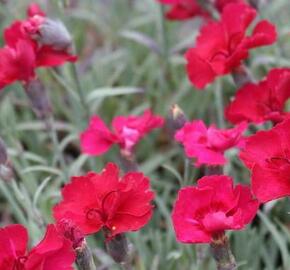 Hvozdík sivý 'Rubin' - Dianthus gratianopolitanus 'Rubin'