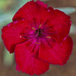 Hvozdík sivý 'Rubin' - Dianthus gratianopolitanus 'Rubin'