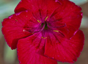 Hvozdík sivý 'Rubin' - Dianthus gratianopolitanus 'Rubin'