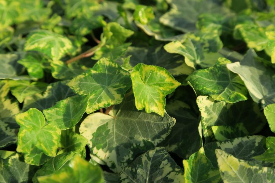 Břečťan popínavý 'Golden Kolibri' - Hedera helix 'Golden Kolibri'