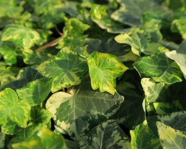 Břečťan popínavý 'Golden Kolibri'