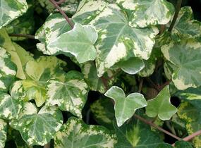 Břečťan popínavý 'Golden Kolibri' - Hedera helix 'Golden Kolibri'