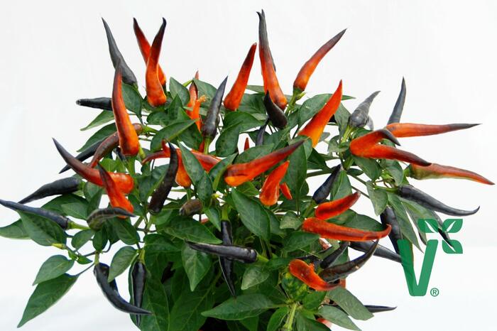 Paprika chilli převislá 'Volante Hot Purple' F1 - Capsicum annuum 'Volante Hot Purple' F1