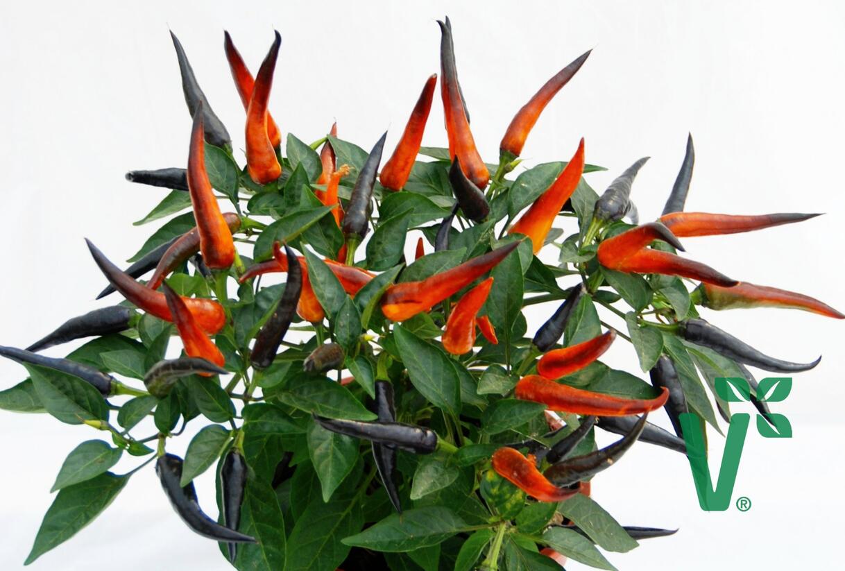 Paprika chilli převislá 'Volante Hot Purple' F1 - Capsicum annuum 'Volante Hot Purple' F1