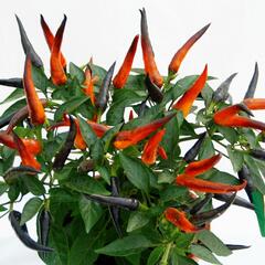 Paprika chilli převislá 'Volante Hot Purple' F1 - Capsicum annuum 'Volante Hot Purple' F1