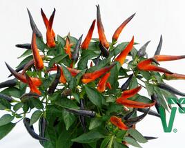 Paprika chilli převislá 'Volante Hot Purple' F1
