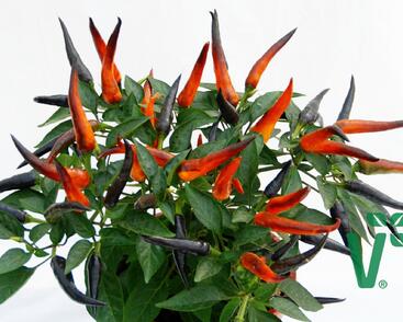 Paprika chilli převislá 'Volante Hot Purple' F1