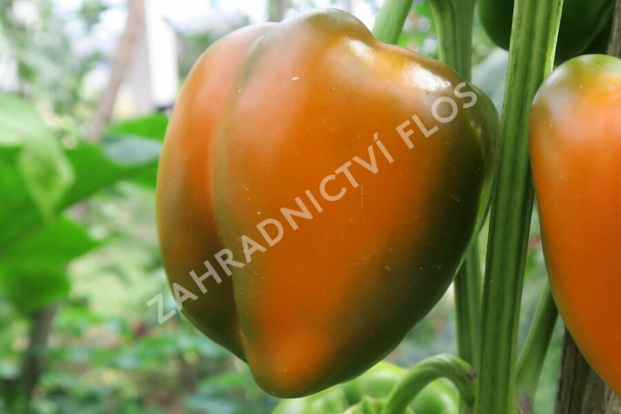 Paprika k rychlení F1 'Tesla' - Capsicum annuum 'Tesla'