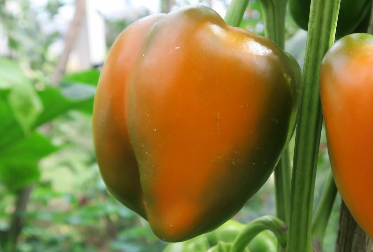 Paprika k rychlení F1 'Tesla' - Capsicum annuum 'Tesla'