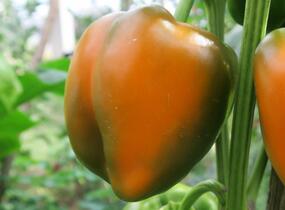 Paprika k rychlení F1 'Tesla' - Capsicum annuum 'Tesla'