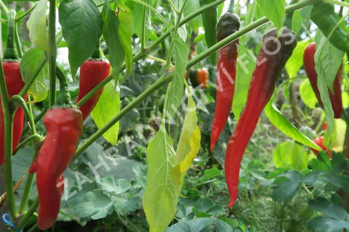 Paprika beraní roh sladký 'Artist' - Capsicum annuum 'Artist'