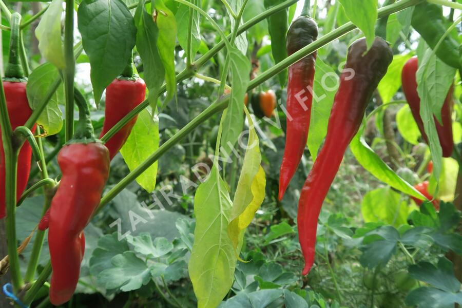 Paprika beraní roh sladký 'Artist' - Capsicum annuum 'Artist'