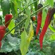 Paprika beraní roh sladký 'Artist' - Capsicum annuum 'Artist'