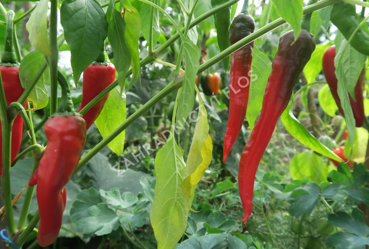 Paprika polní beraní roh sladký 'Artist' - Capsicum annuum 'Artist'