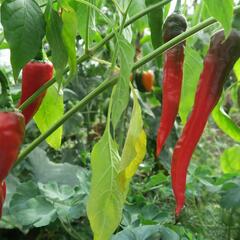 Paprika beraní roh sladký 'Artist' - Capsicum annuum 'Artist'