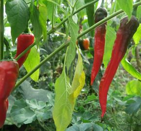 Paprika beraní roh sladký 'Artist' - Capsicum annuum 'Artist'