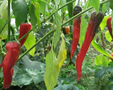 Paprika polní beraní roh sladký 'Artist'