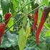 paprika-polni-artist.jpg