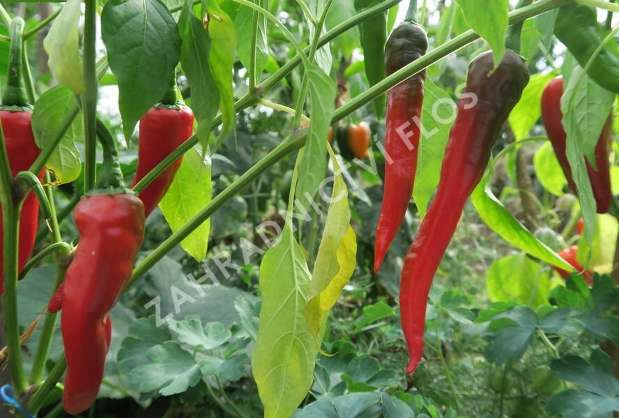 Paprika polní beraní roh sladký 'Artist' - Capsicum annuum 'Artist'