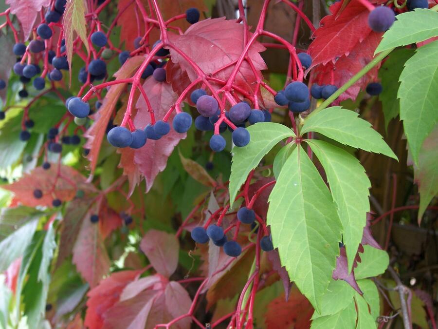 Přísavník pětilistý, loubinec - Parthenocissus quinquefolia
