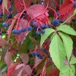 Přísavník pětilistý, loubinec - Parthenocissus quinquefolia