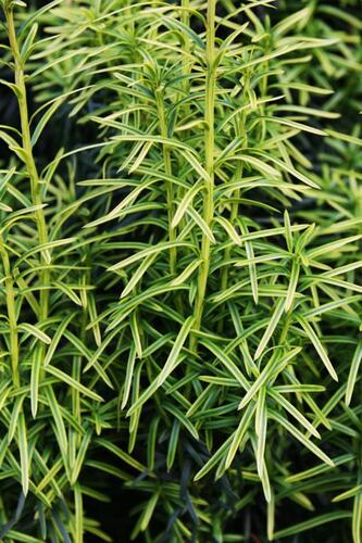 Tis prostřední 'Stefania' - Taxus media 'Stefania'