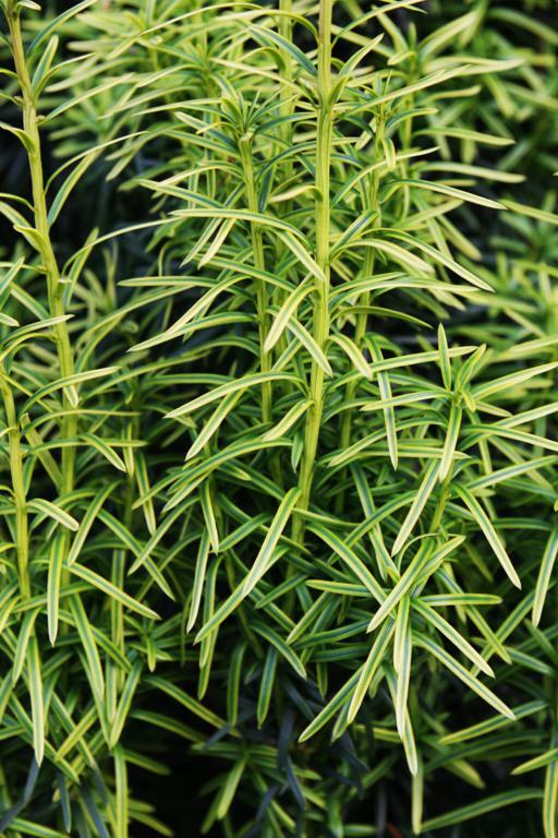 Tis prostřední 'Stefania' - Taxus media 'Stefania'