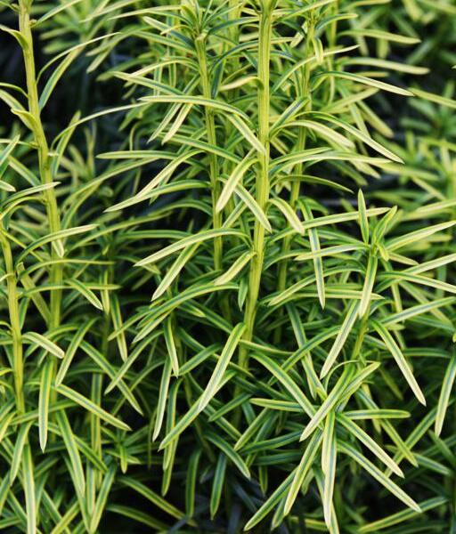 Tis prostřední 'Stefania' - Taxus media 'Stefania'