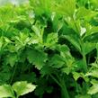 Celer listový 'Jemný' - Apium graveolens 'Jemný'