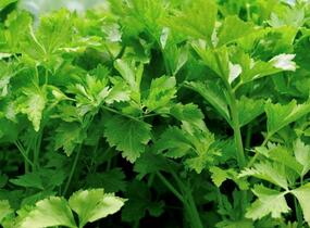 Celer listový 'Jemný' - Apium graveolens v. secalinum 'Jemný'