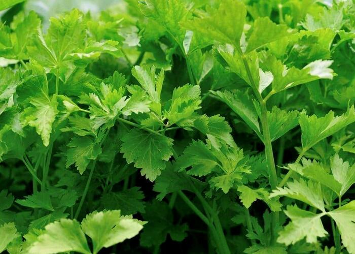 Celer listový 'Jemný' - Apium graveolens 'Jemný'